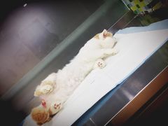 -爱侣宠医·鹦鹉专科·小型哺乳类·异宠专科(灵石路店)