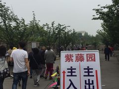 -嘉定紫藤园