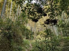 -东明山森林公园
