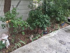 -风车面包
