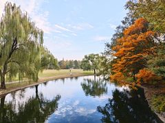 -上海共青森林公园