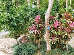 -中国科学院西双版纳热带植物园