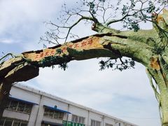 -龙大花卉苗木市场