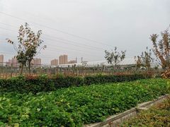 -菊园百果园