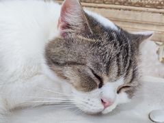 -共舞时光猫咖·狗咖(新街口店)