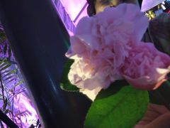 -山色西餐·柴火烤披萨