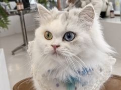 -共舞时光猫咖·狗咖(新街口店)