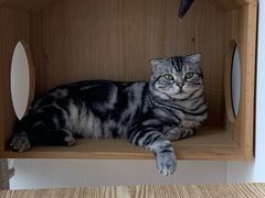 -Catmate·猫肥家润(金润铂宫店)