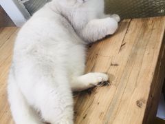 -猫小院猫主题咖啡厅(北锣店)