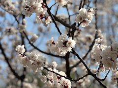 -桃花堤公园
