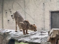 -上海野生动物园