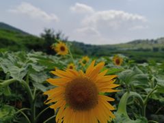 -井塘古村