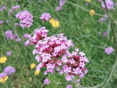 -雁荡山灵峰景区
