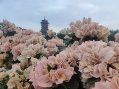 -厦门园林博览苑