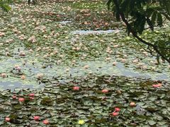 -亚沙水生植物园