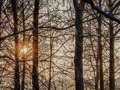 -上海海湾国家森林公园