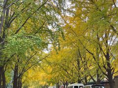 -三里屯东五街银杏大道