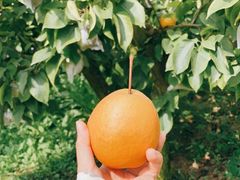 -北马山庄植趣咖啡
