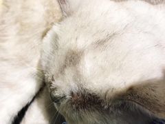 -藏猫猫咖啡主题馆(中央大道店)
