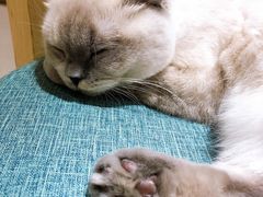 -藏猫猫咖啡主题馆(中央大道店)