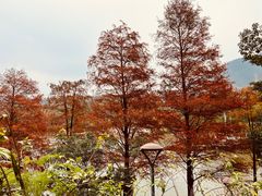-深圳仙湖植物园