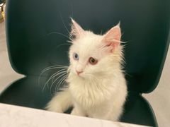 -飞行喵MR PILOT|猫舍·猫咖(静安大融城店)