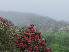 -贵州百里杜鹃风景名胜区