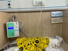 -北京观赏动物医院·24小时大型综合·猫专科·异宠专科