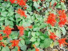 -重庆市江北嘴中央商务区中央公园