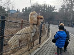 -大连森林动物园