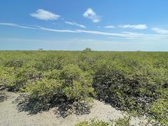 -北海金海湾红树林生态旅游区