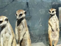 -J Create城市露营咖啡·简餐·宠物(上海动物园店)