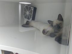 -李小姐の猫咖啡馆(五角场店)
