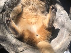 -喵屿·大理花园猫咖