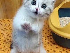 -欣宠猫屋·矮脚拿破仑·蓝金金渐层