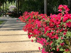 -三亚湾海居铂尔曼度假酒店