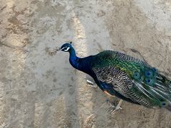 -秦皇岛野生动物园