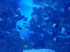 -烟台海昌鲸鲨海洋公园