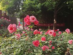 -洛阳市牡丹公园