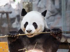 -栾川竹海野生动物园