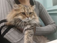 -安格丽娜·狗咖·猫咖羊驼咖(春熙路百盛商场店)