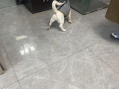 -半岛宠物医院24小时(白果林店)