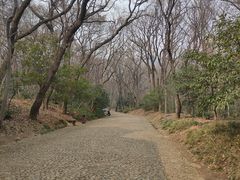 -灵谷景区
