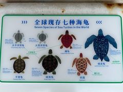 -广东惠东海龟国家级自然保护区
