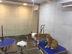 -PETKIT小佩宠物(古北店)