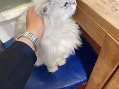 -猫小院猫主题咖啡厅(北锣店)