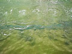 -会江钓鱼钓虾烧烤场