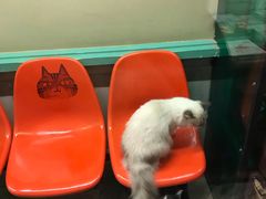 -猫咪博物馆(顶澳仔猫街店)