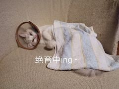 -Bastet sally猫舍购宠(静安店)