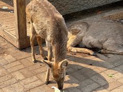 -长白岛森林公园